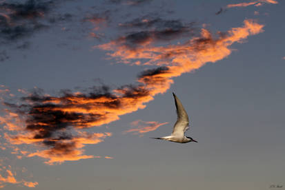 Common Tern