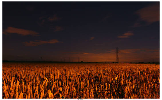 Moonlit Cornfield