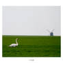 Green Fields And Wind Mills