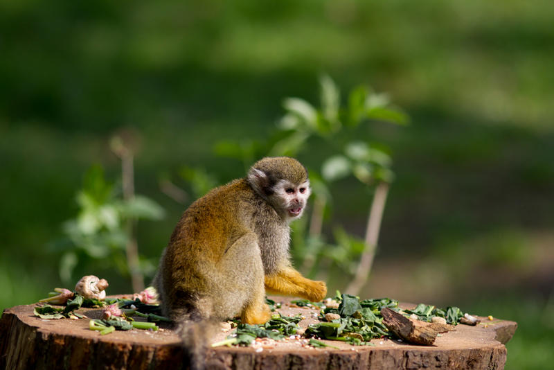 Squirrel Monkey