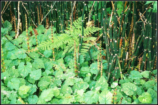 Branded Bamboo