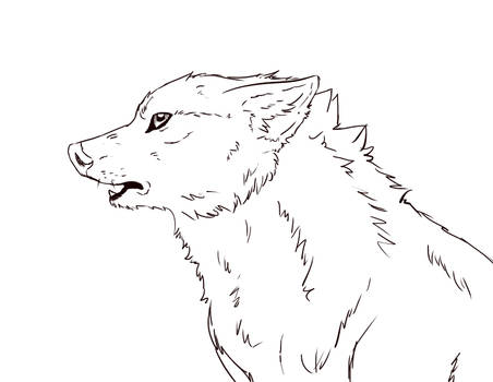 Wolf sketch