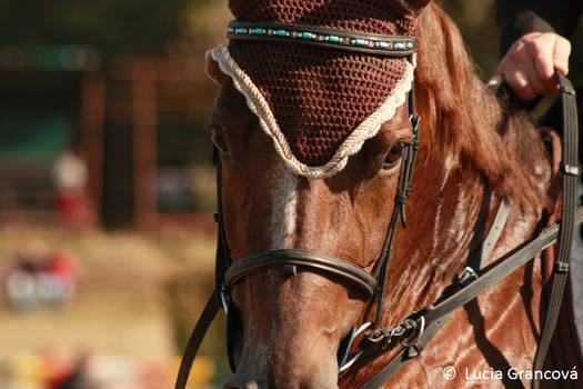 Show jumping.