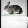 Rabbit picture