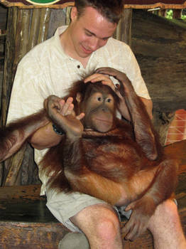 Orangutan Indonesia