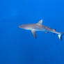 Grey Reef Shark