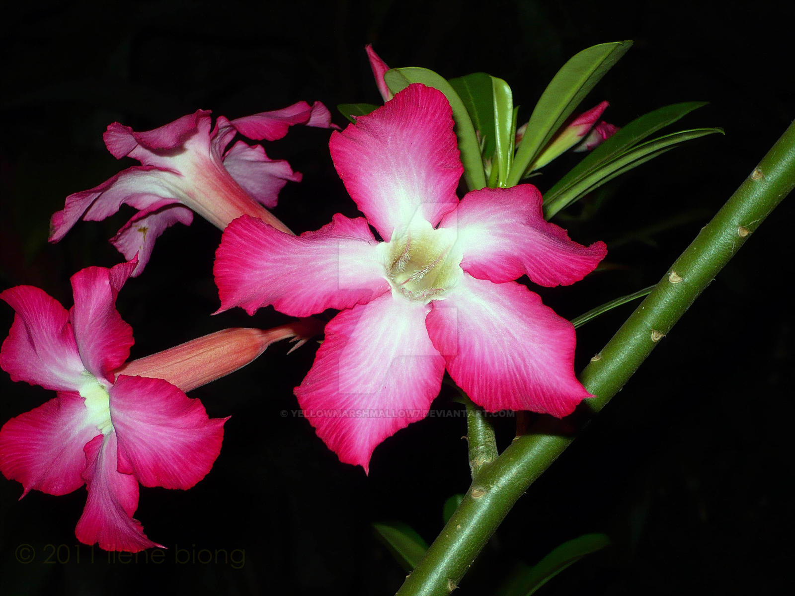 Calachuchi... by yellowmarshmallow7 on DeviantArt