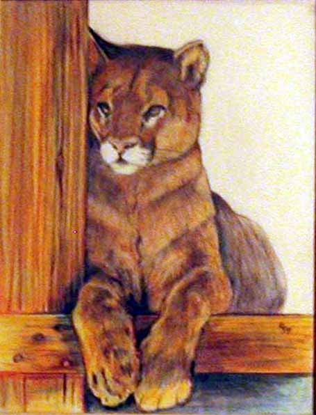 mountain lion