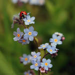 Forget Me Not, Ladybird by Fireflyrock
