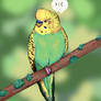 budgie