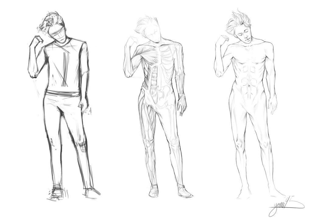 Anatomy study