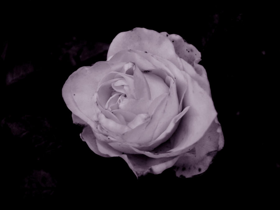 Red roses too... by Brainwashday on DeviantArt