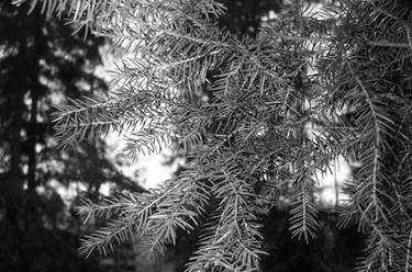 Pine in Grays - 04-06-02