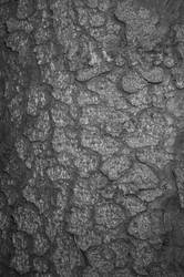 Bark BW - 04-06-02