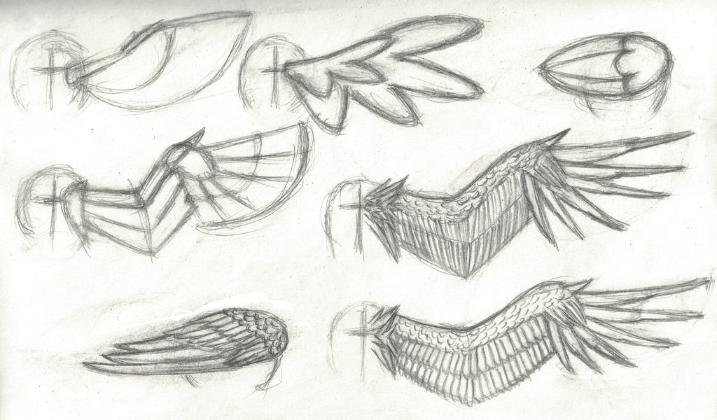 Quick Feathered Wing Study