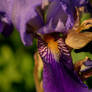 Purple Iris