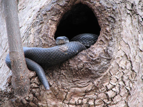 Snake in the tree