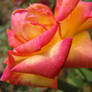 Pink/Yellow Rose