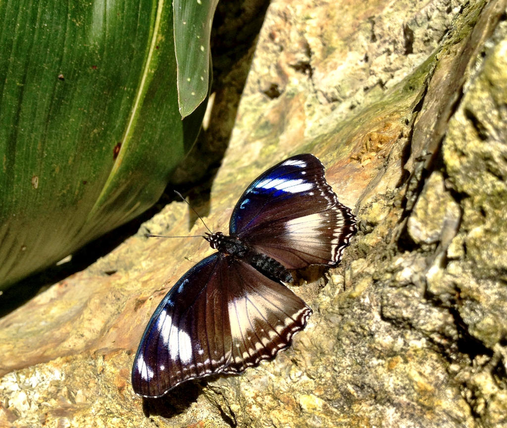 Pretty rock by Wildkarrot on DeviantArt