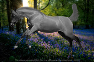 Blue Roan Lavender