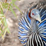 Vulturine Guineafowl