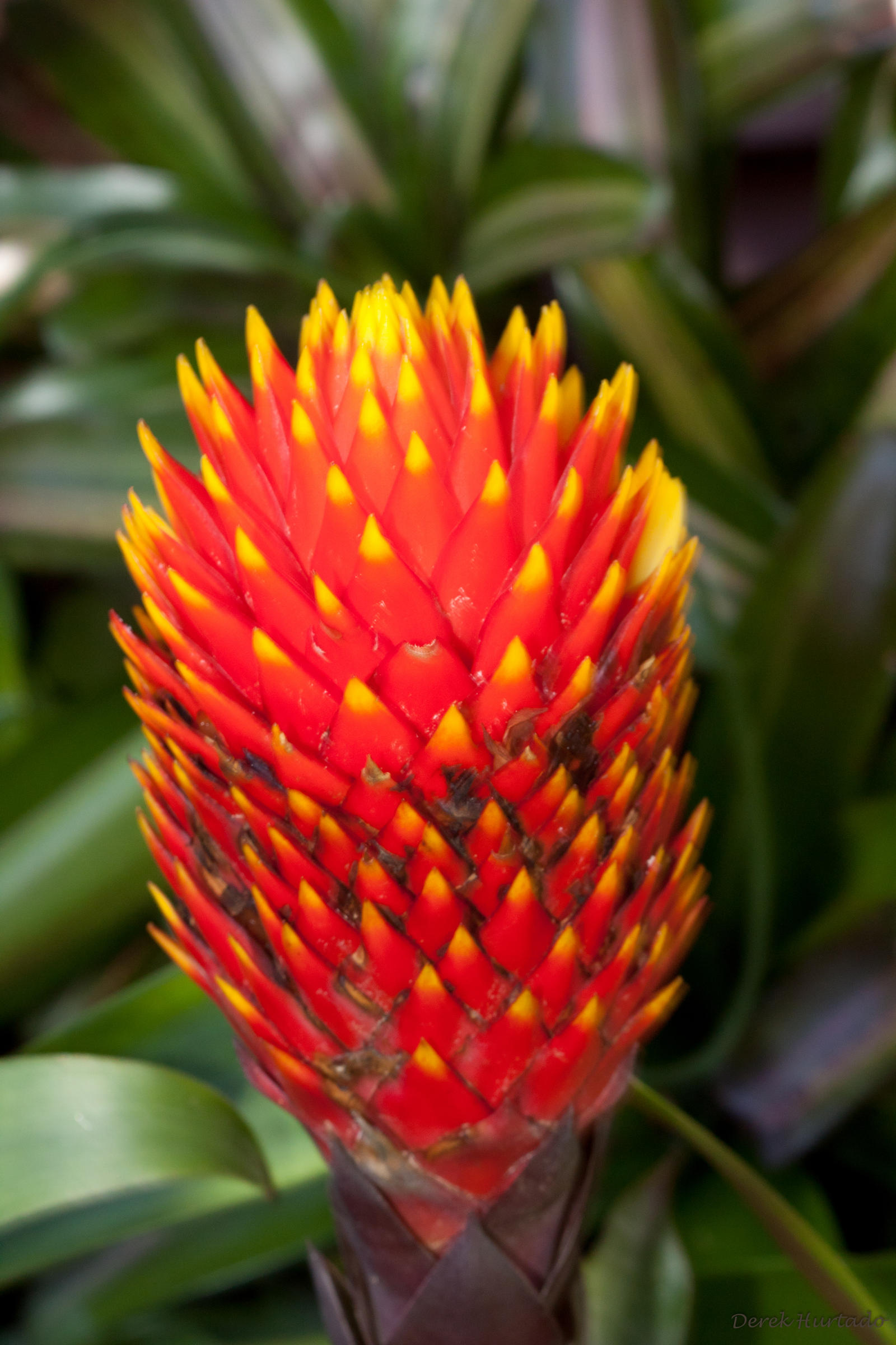 Botelo Vulumptious Vulumptious flower by derek150 on DeviantArt