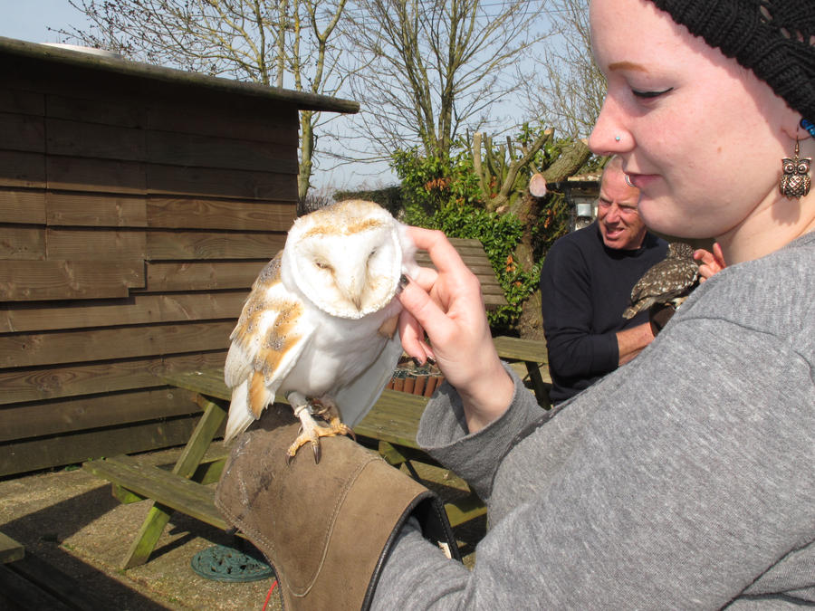 Barn owl love