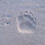 pawprint