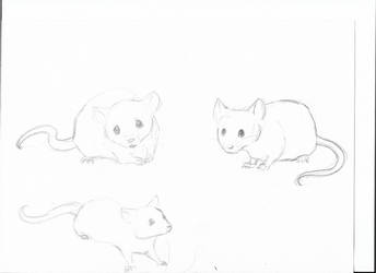 Mice Sketch