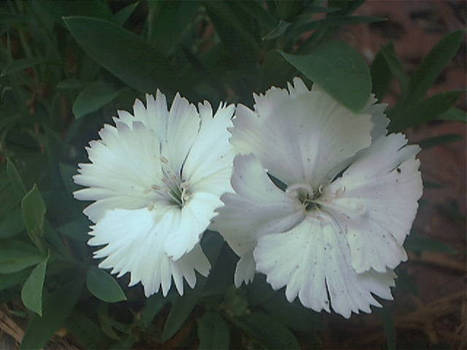 whiteflower stock1