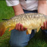 May 23rd - Mirror Carp