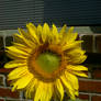 Sunflower against brick