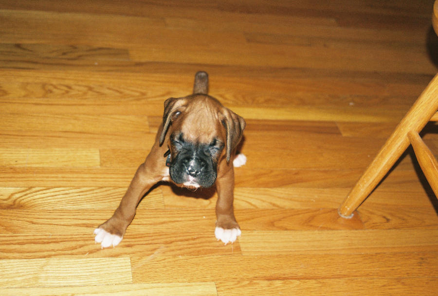 Deviantart Boxer Dog Boxer puppy by dmac250 on DeviantArt