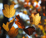 Leaves II by phferreira