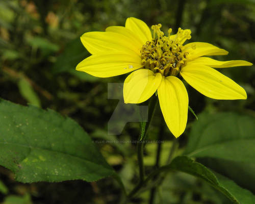 Yellow Flower