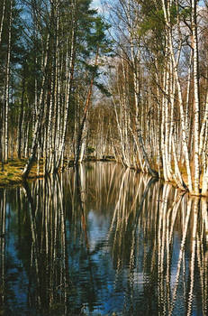 Spring in the forest