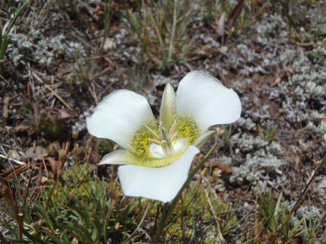 Mariposa Lily