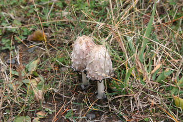 Shaggy Ink Caps (Coprinus comatus)