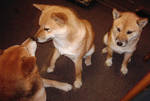 Shiba x 3 by sapphirelotus