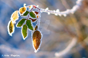 Winter Frost