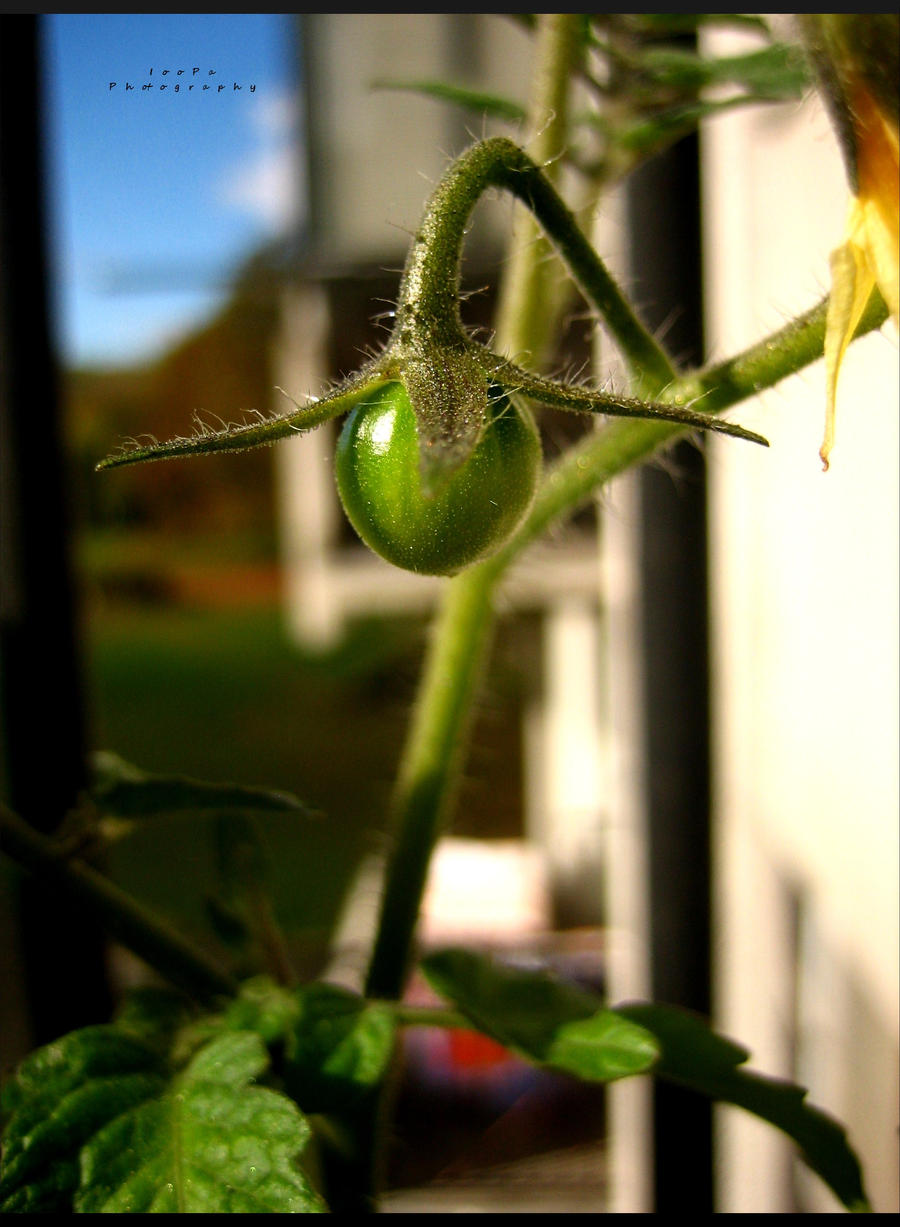 BabyTomato