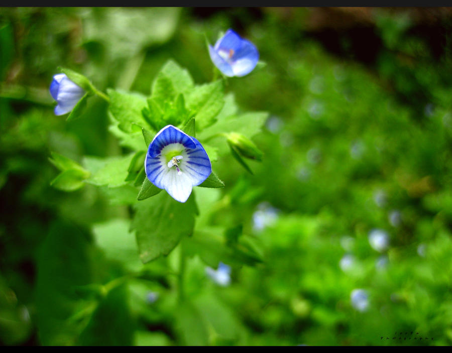 BlueEye