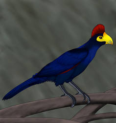 Esmerelda Turaco