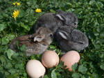 Baby Bunnies by PolaristheCepheid