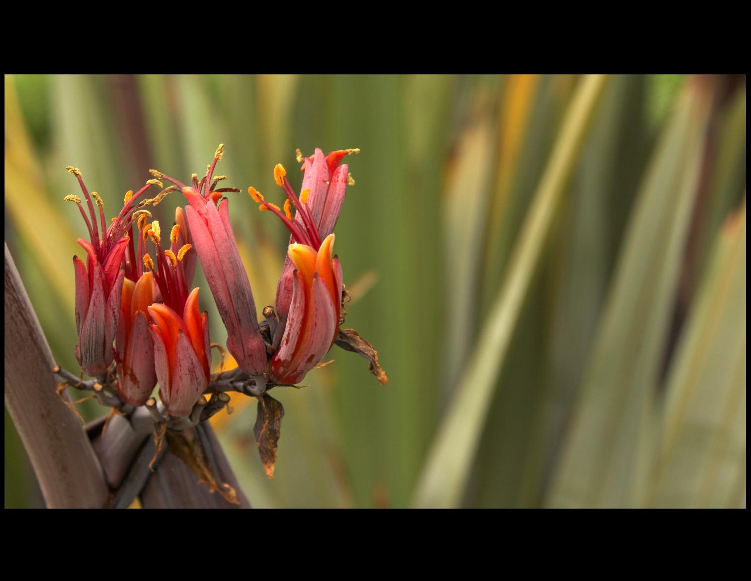 Phormium