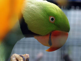 Green Bird Glorious Orange Beak.