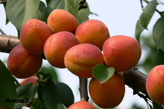 apricots