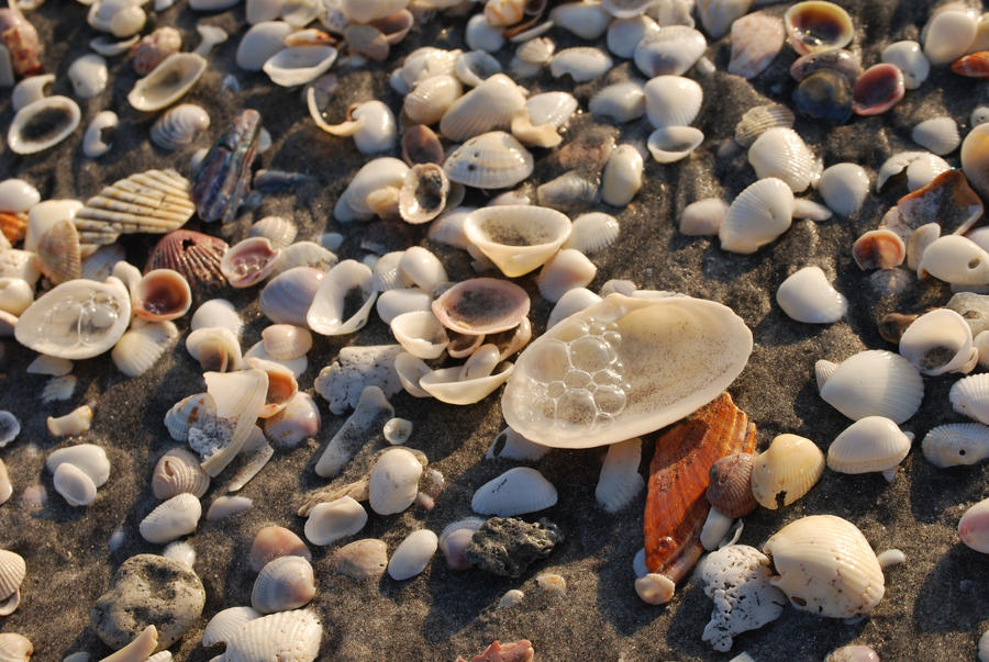 Shells Galore by chelbyart on DeviantArt
