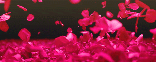 Two Exploding Roses Petals Gif Rose Petals Gif! by Arilee25 on DeviantArt