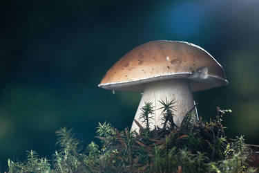magic mushroom II